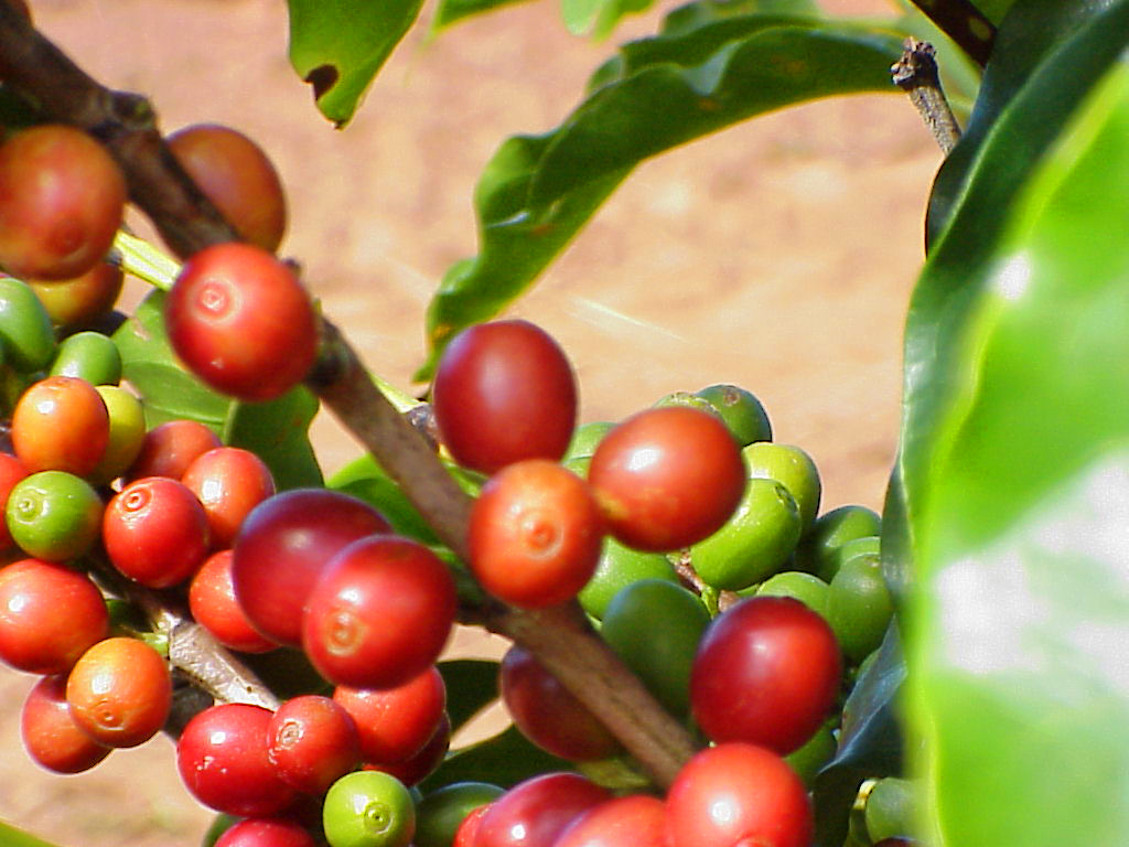 ブラジル南東部の雨、コーヒー豆の生産量に影響