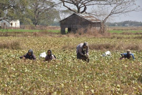ミャンマーの豆と豆類の輸出が前年と比べ減少