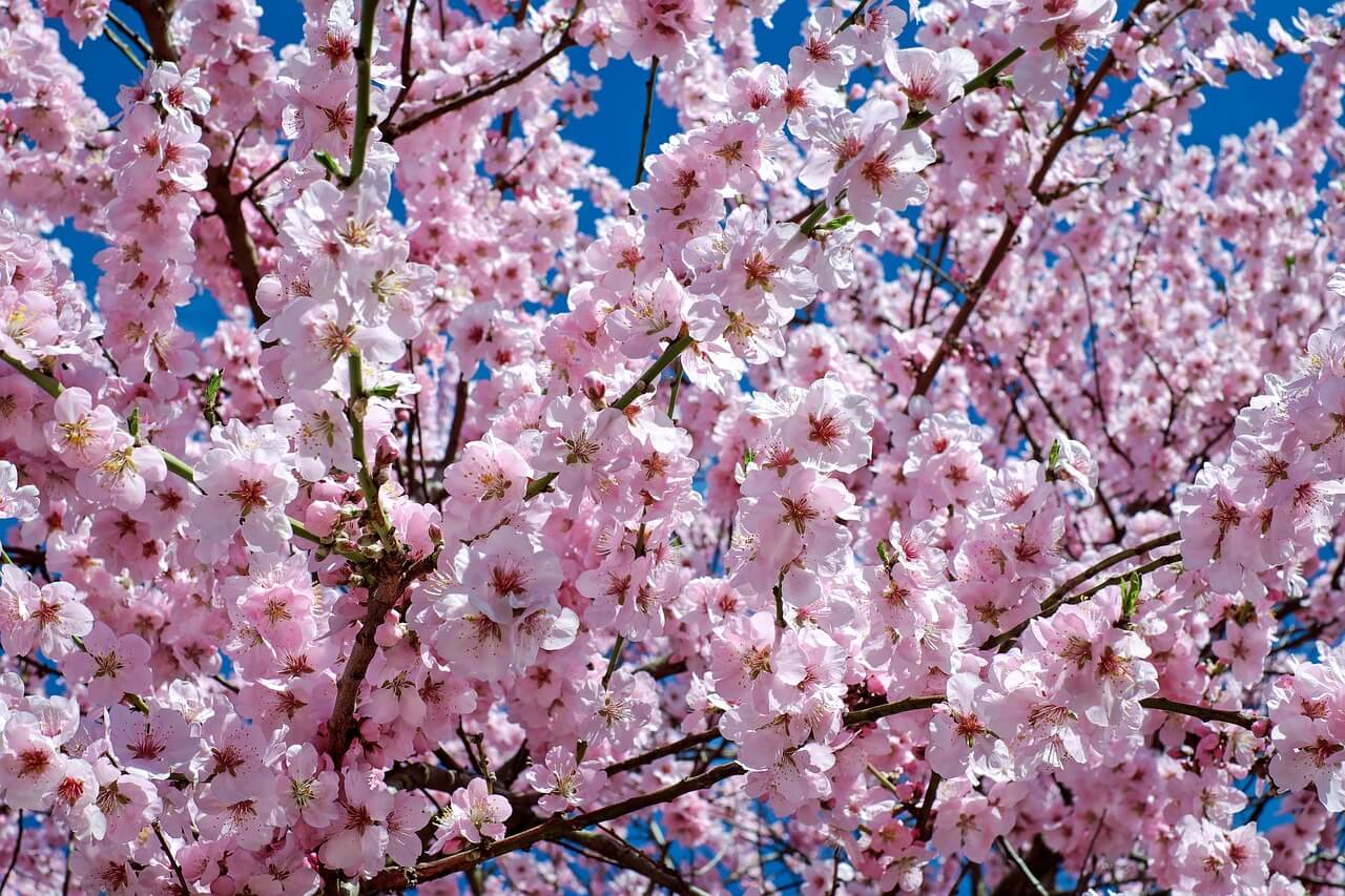 ミャンマーのヤンゴンに日本の桜を植樹