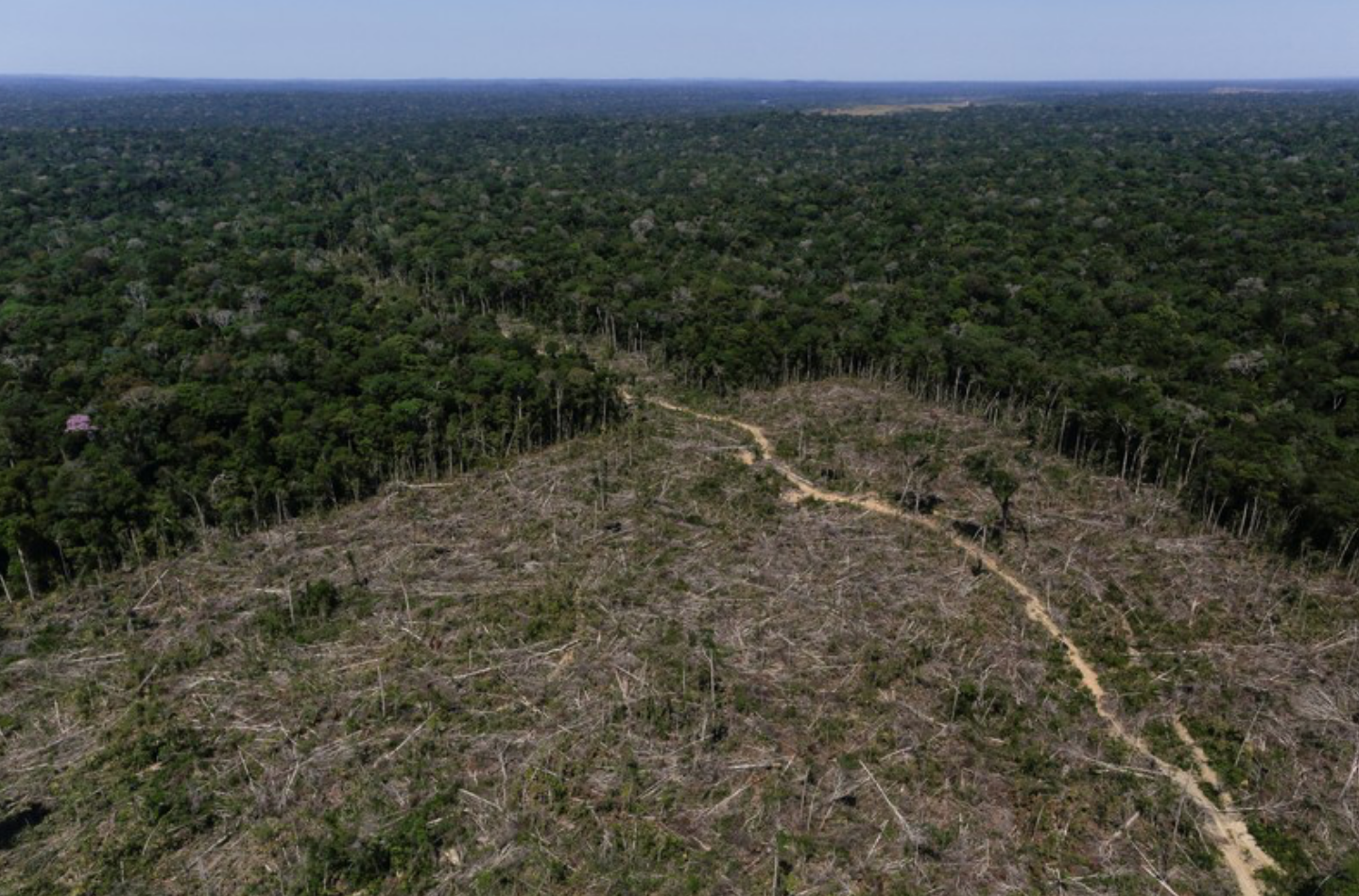 6月のアマゾン伐採は前年比88.4％増、年間でも前年上回るペース