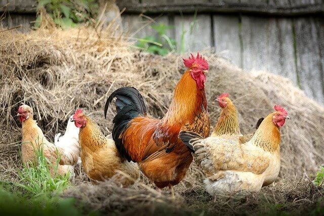 中国、米産鶏肉の輸入制限解除　年間10億ドル規模