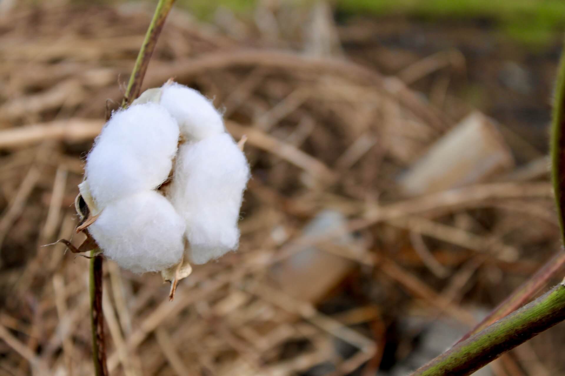 中国企業、カンボジアの綿産業に「数百万ドル」を投資
